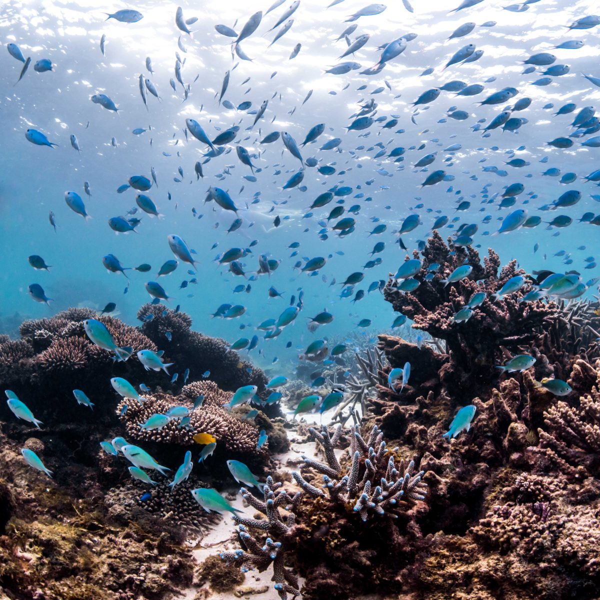 Fish in the coral reef