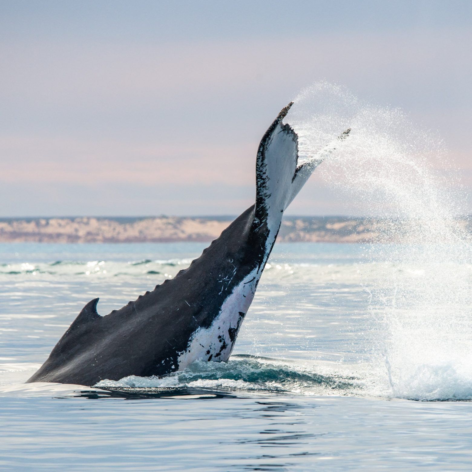 a whale jumping out of the water