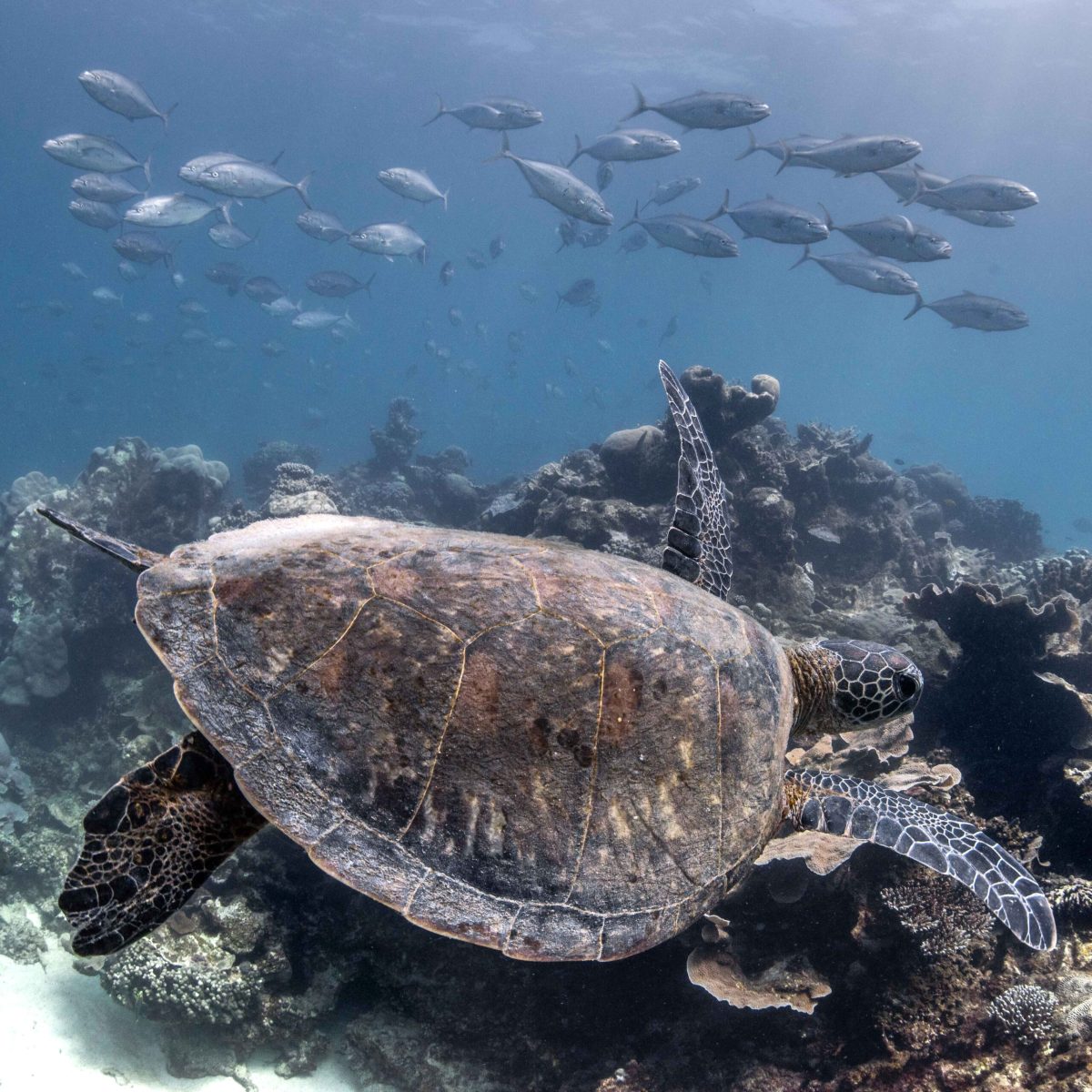 a turtle swimming under water