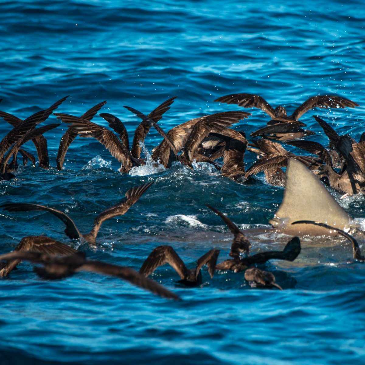 a flock of seagulls in a pool of water