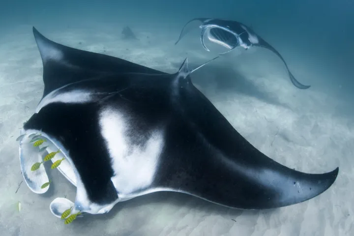 a close up of a fish