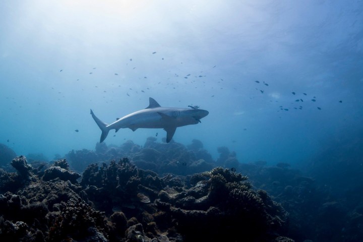 North Reef Safari Dive