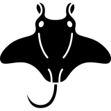 Manta Ray